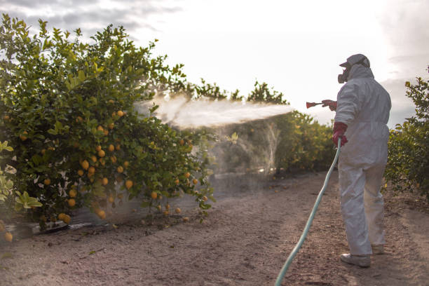Best Local Pest Control Services  in Islandia, NY