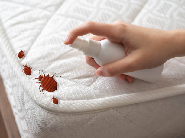 Best Local Pest Control Services  in Islandia, NY