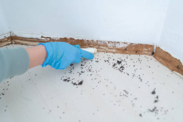 Best Pest Prevention Services  in Islandia, NY